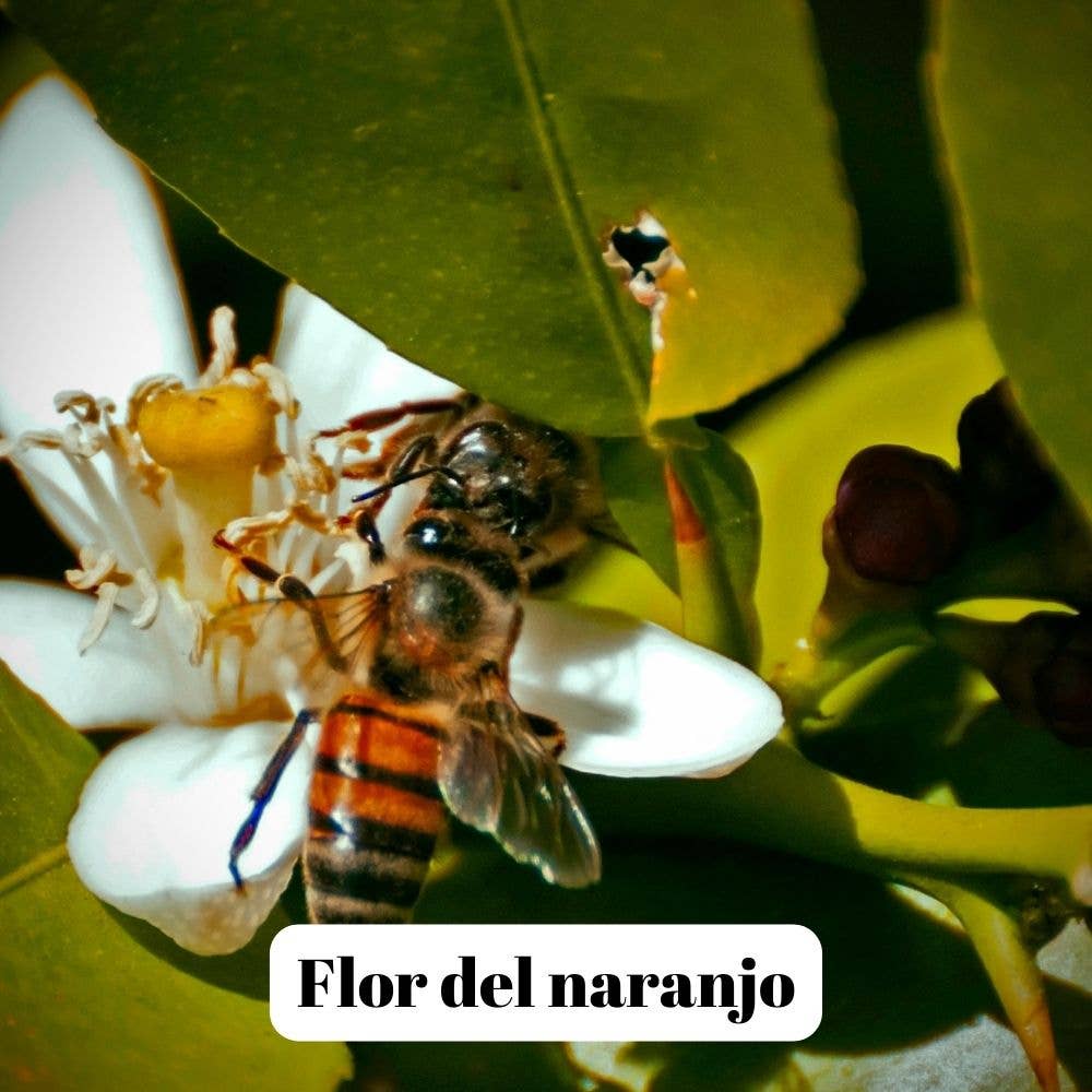 L'Abellamel Miel De Azahar Cruda - Flor Del Naranjo De 1Kg