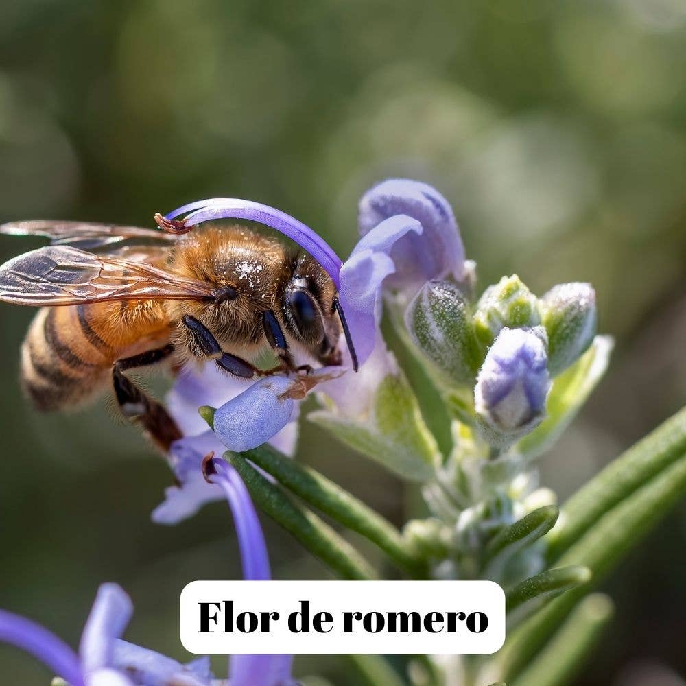 L'Abellamel Miel De Romero Cruda De 1000G